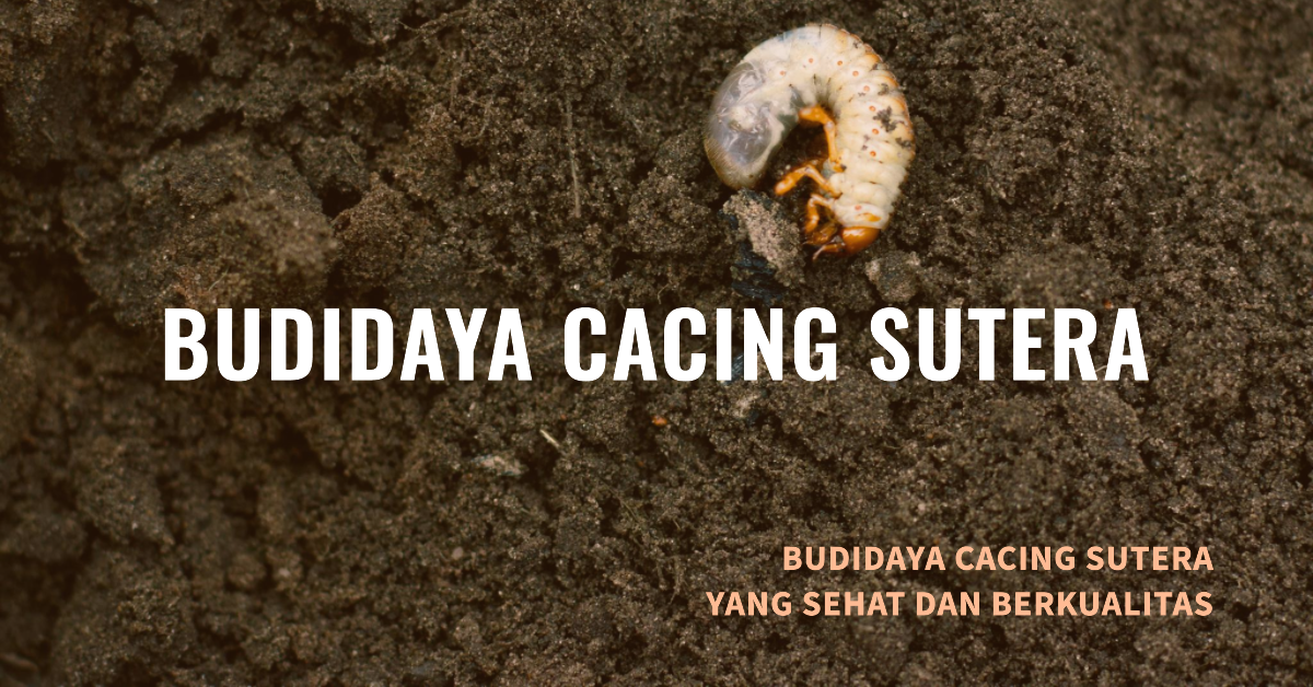 Budidaya Cacing Sutera