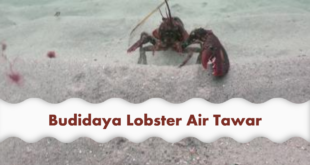 Cara Budidaya Lobster Air Tawar